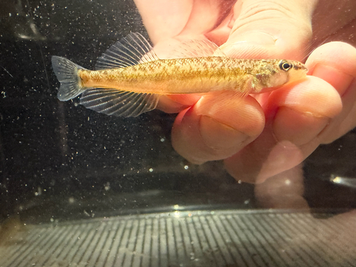 Saddleback darter (Percina vigil) — Percidae — 2