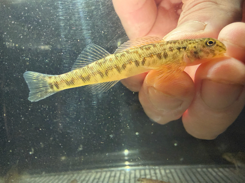 Greenside darter (Etheostoma blennioides) — Percidae — 3