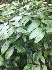 Dracaena surculosa