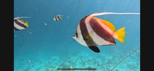 Bannerfish (Heniochus diphreutes) — Chaetodontidae
