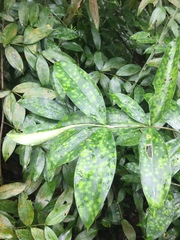 Dracaena surculosa
