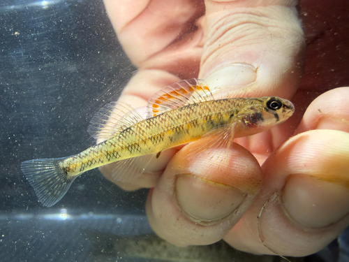 Slough darter (Etheostoma gracile) — Percidae — 2