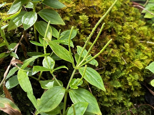 Peperomia membranacea observed 2026-01-03