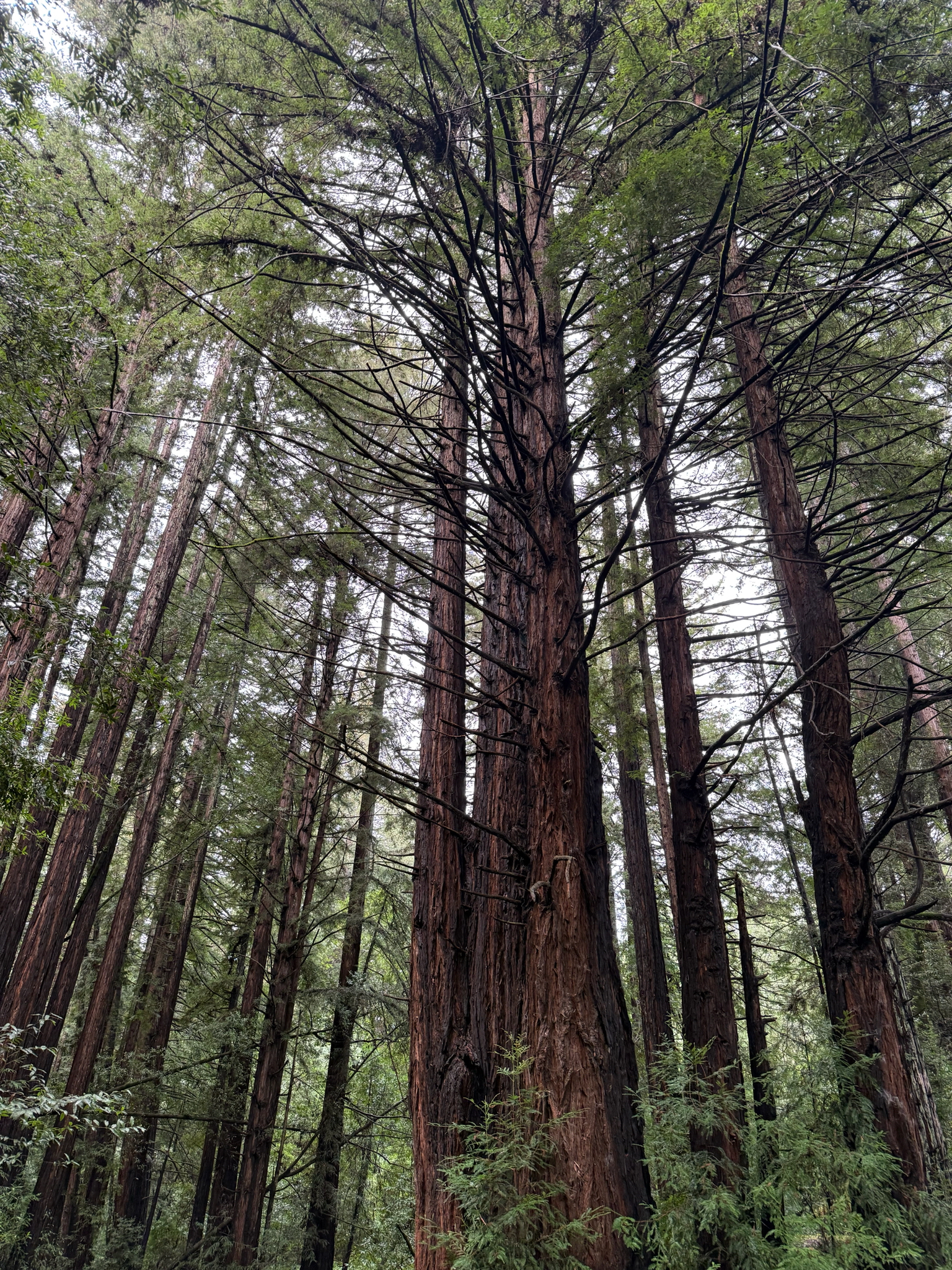 Imagem de sequoia