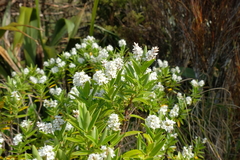 Veronica subalpina