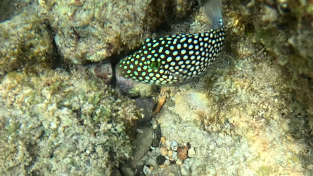 Hawaiian whitespotted toby (Canthigaster jactator) — Tetraodontidae