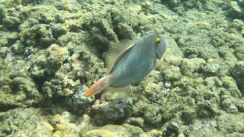 Barred filefish (Cantherhines dumerilii) — Monacanthidae — 5