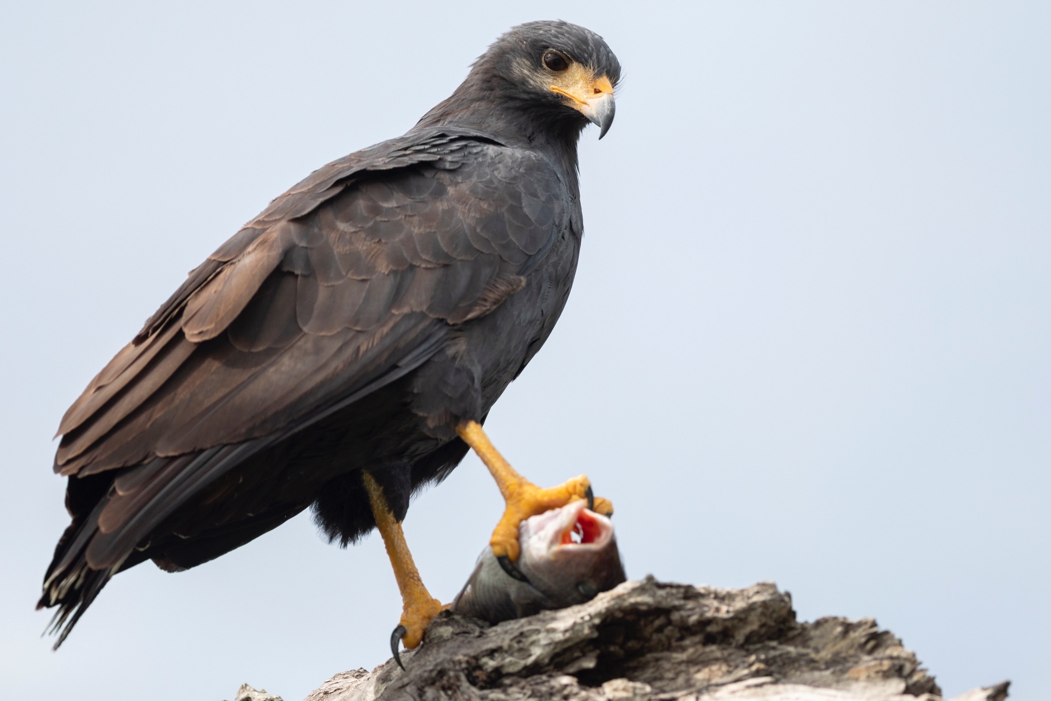 Gavilán Cangrejero (Buteogallus anthracinus) · Naturalista Costa Rica