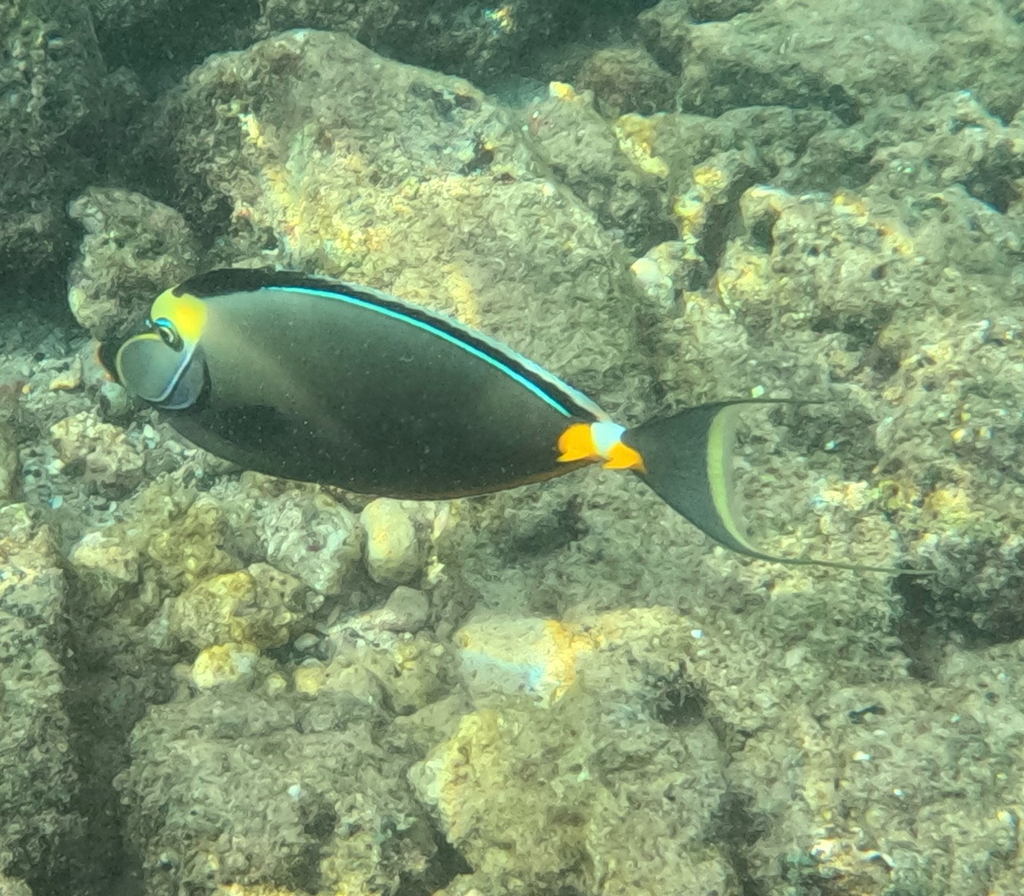 Oranjestekel-eenhoornvis (Naso lituratus) — Acanthuridae