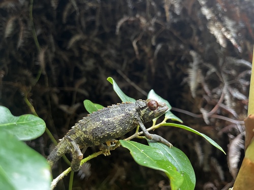 Trioceros jacksonii observed 2026-01-03