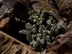 Crassula arborescens arborescens