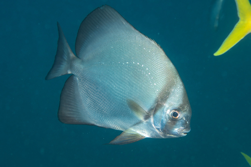 Shortfin batfish (Zabidius novemaculeatus) — Ephippidae — 3