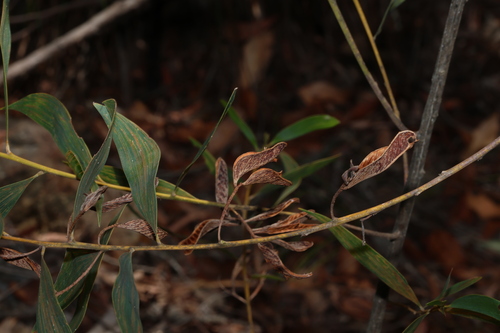 Acacia aulacocarpa, photograph 3