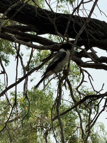 Grey Butcherbird