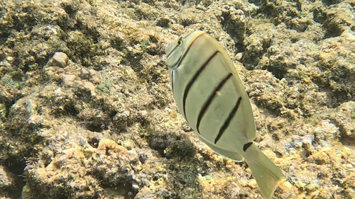 Convict surgeon (Acanthurus triostegus) — Acanthuridae — 5