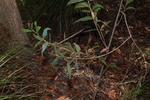 Acacia aulacocarpa, photograph 5