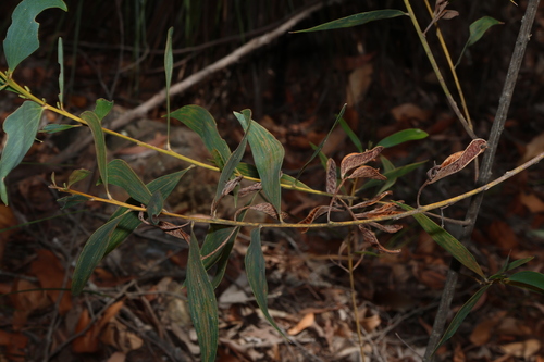 Acacia aulacocarpa, photograph 4