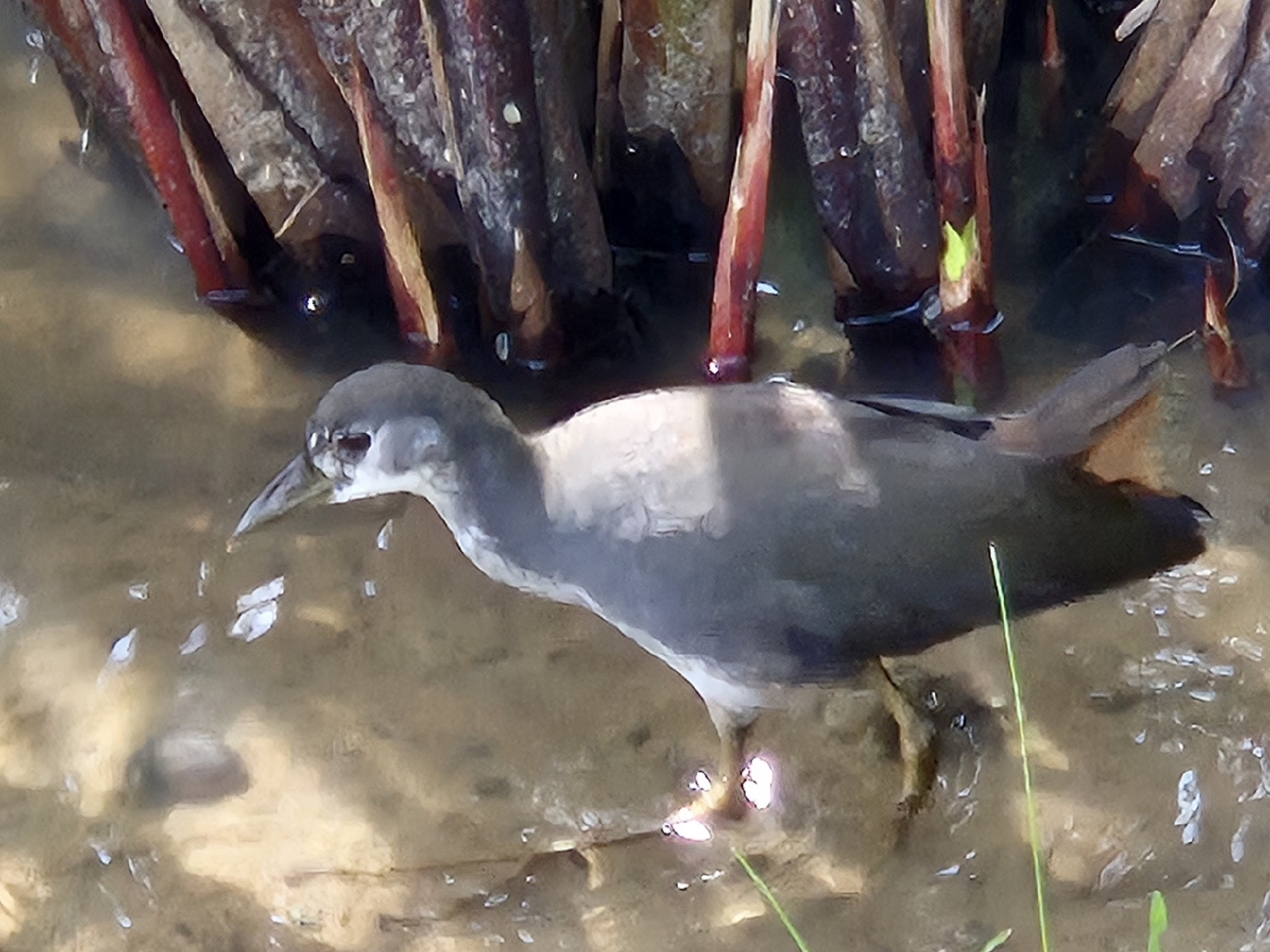 White-breasted Waterhen (Amaurornis phoenicurus), photo 1