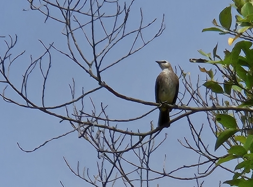 Yellow-vented Bulbul (Pycnonotus goiavier)