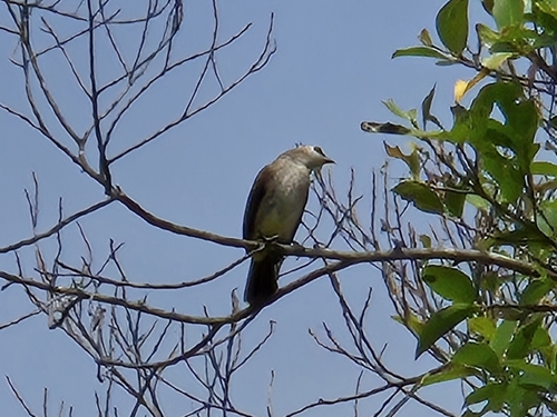 Yellow-vented Bulbul (Pycnonotus goiavier), photo 2