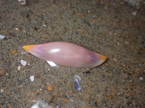 Vidler's Simnia