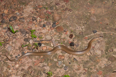 Mekong Mud Snake photo 4