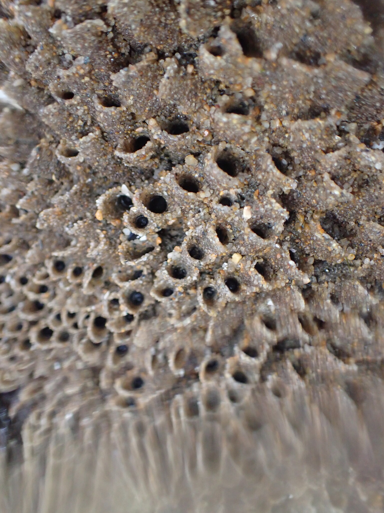 Phragmatopoma californica (Fewkes, 1889)