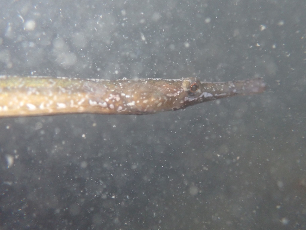 Kelp pipefish (Syngnathus californiensis) — Syngnathidae
