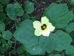 Hibiscus calyphyllus