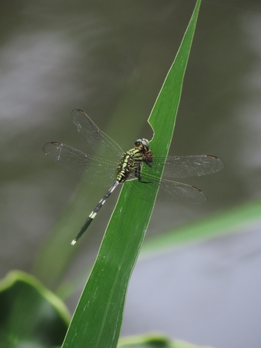 Orthetrum sabina