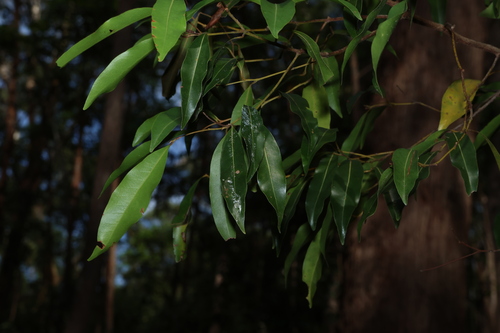 Hard Corkwood (Endiandra sieberi)