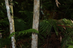 Endiandra sieberi, photograph (c) Greg Tasney, some rights reserved (CC BY-SA)