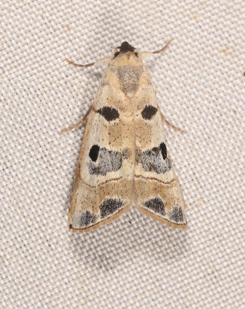 Phobolosia admirabilis
