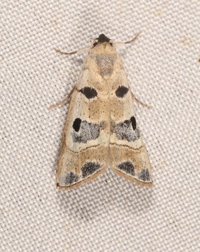 Phobolosia admirabilis