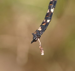 Austroaeschna subapicalis