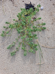 Atriplex billardierei