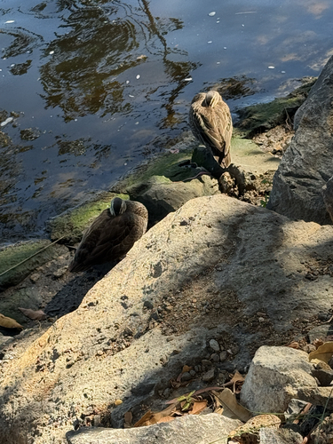 Pacific Black Duck (Anas superciliosa), photo 5