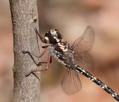 Austroaeschna subapicalis