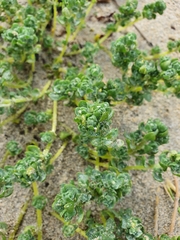 Atriplex billardierei