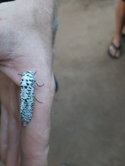 Azygophleps leopardina