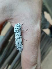 Azygophleps leopardina