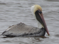 Pelecanus occidentalis