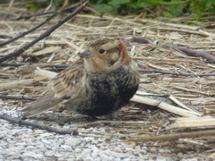 Calcarius ornatus