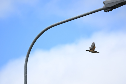 Sacred Kingfisher (Todiramphus sanctus), photo 6