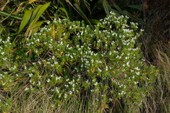 Veronica subalpina
