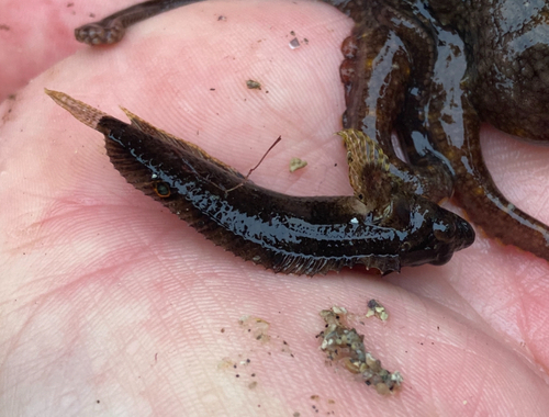 Reef finspot (Paraclinus integripinnis) — Labrisomidae — 2