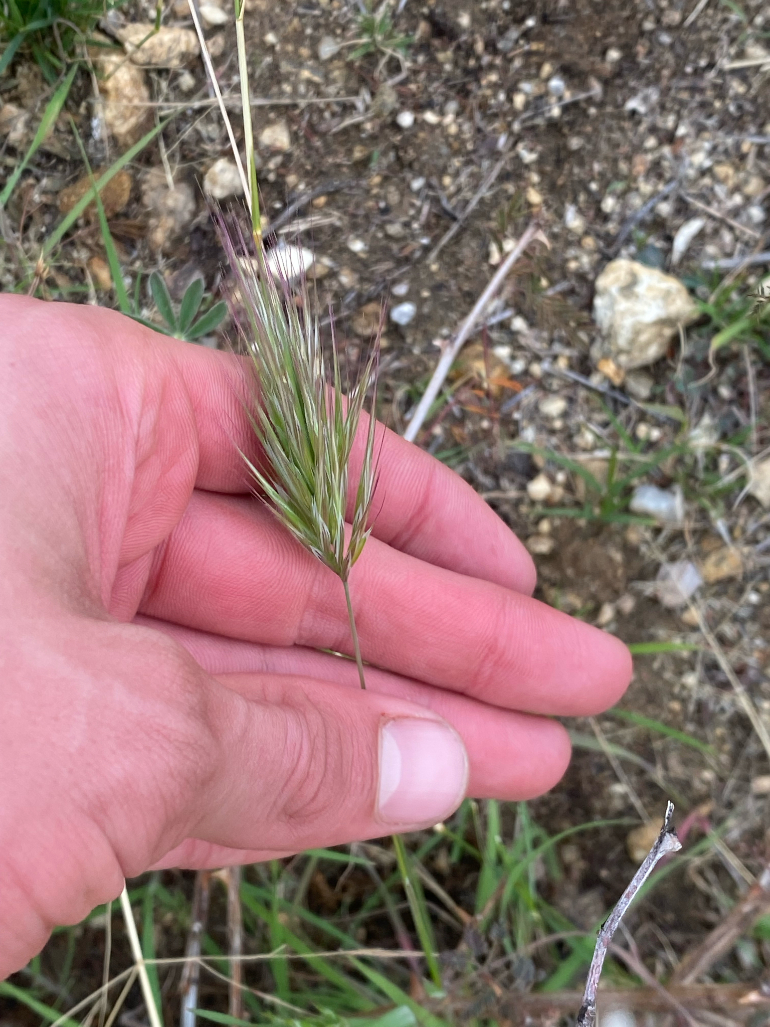 Red brome