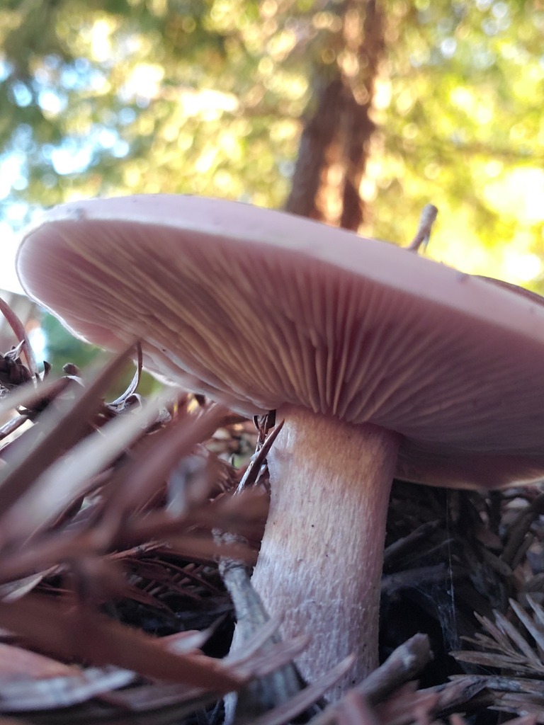 Collybia nuda · December 2025 · photo: © arlenedevitt (iNaturalist, cc-by)