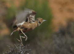 Chersomanes albofasciata