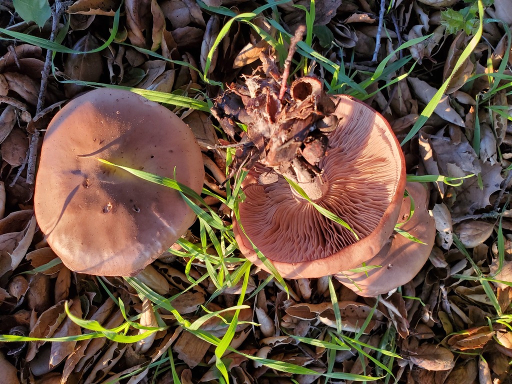Collybia nuda · December 2025 · photo: © arlenedevitt (iNaturalist, cc-by)